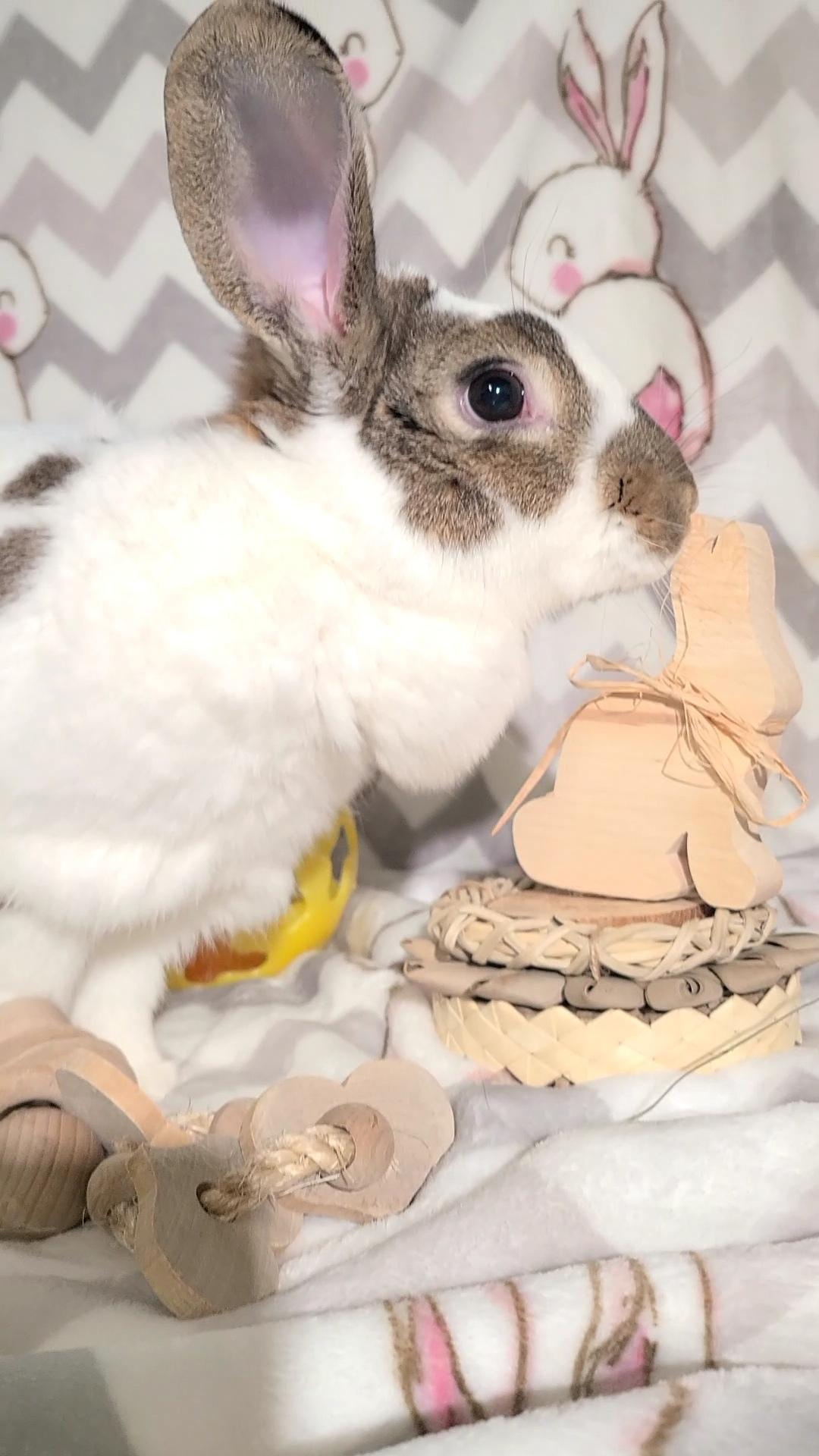 Enlarge Tillie, a Adoptable English Spot in Waynesboro, VA image 3/5