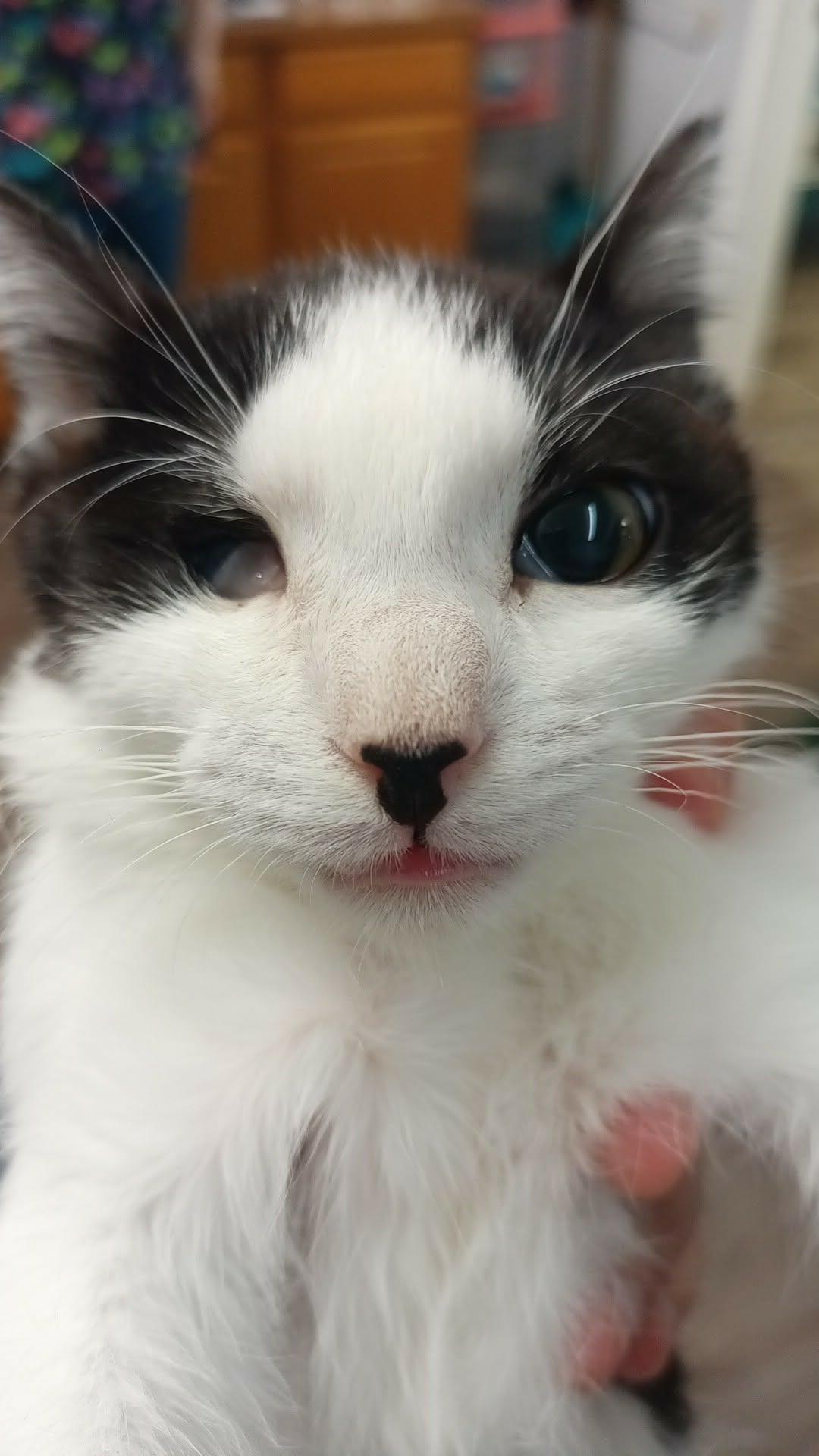 Princess Peach, Adoptable, Kitten Female Domestic Short Hair.