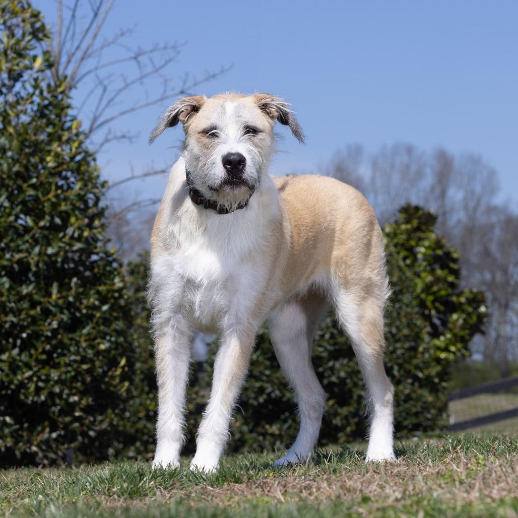 Tucker, Adoptable, Young Male Mixed Breed.