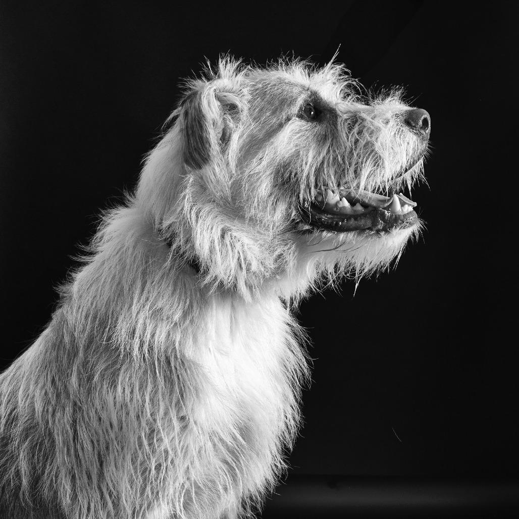 Enlarge Tucker, a Adoptable Mixed Breed in Franklin, TN image 2/5