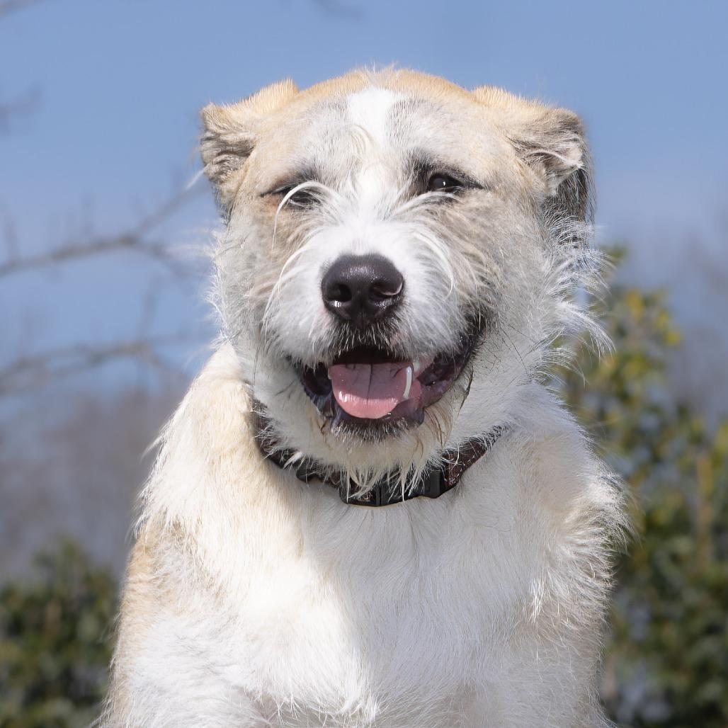 Enlarge Tucker, a Adoptable Mixed Breed in Franklin, TN image 5/5