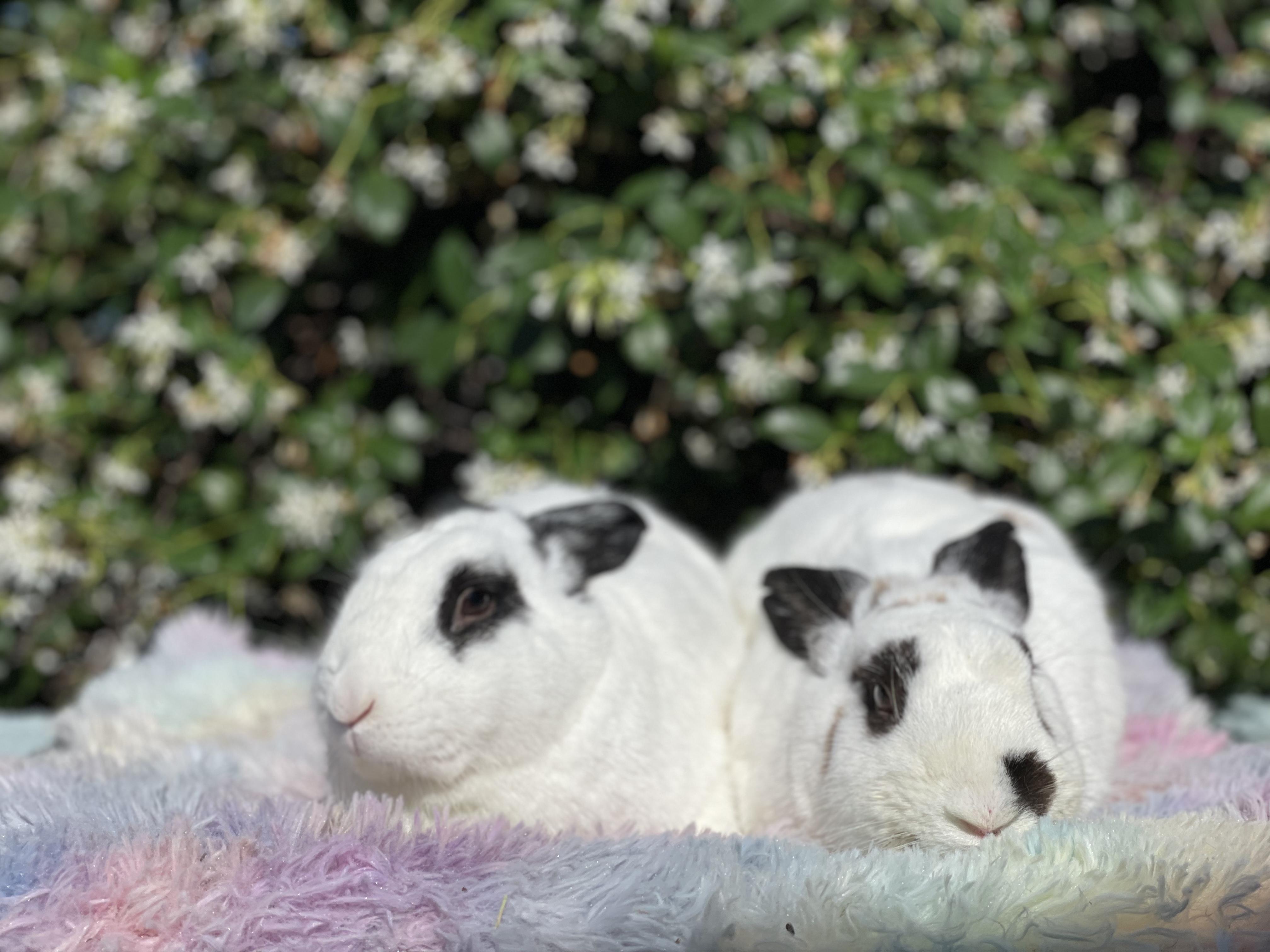 Wyatt (& Debbie), Adoptable, Adult Male English Spot.