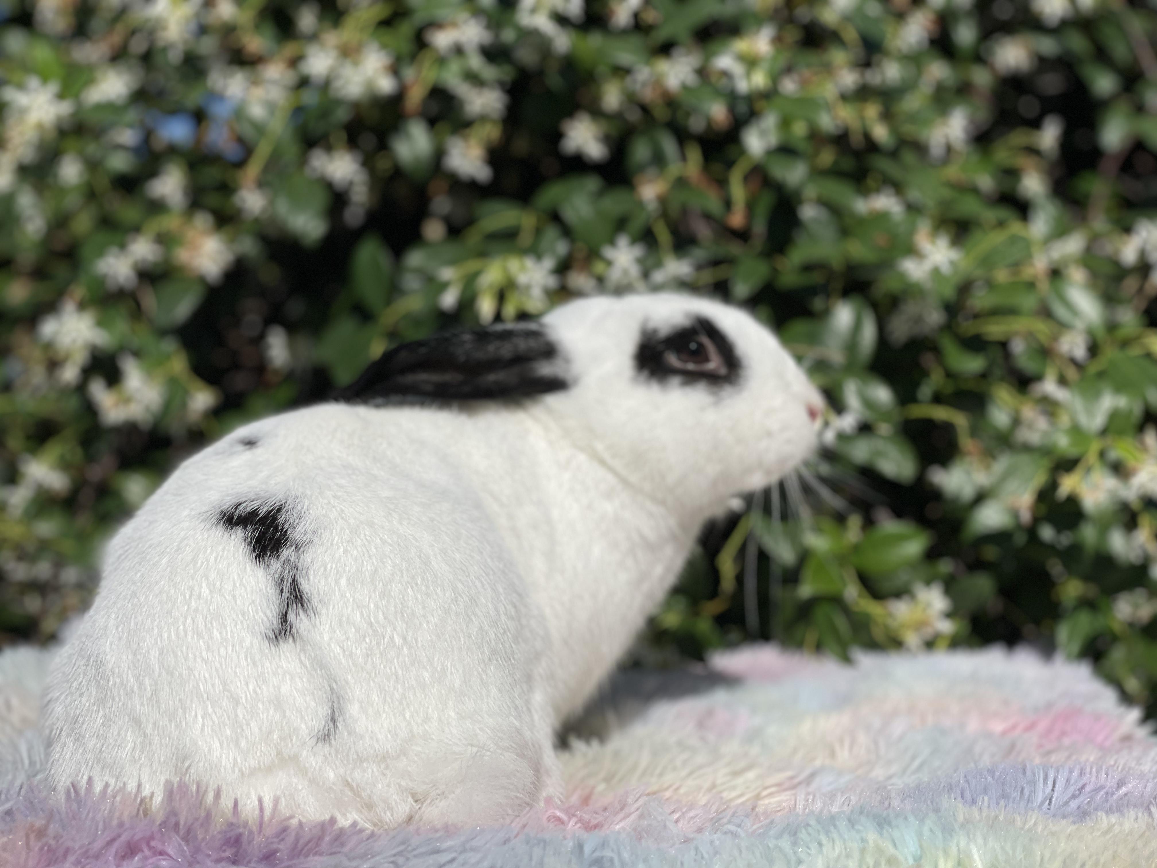 Enlarge Wyatt (& Debbie), a Adoptable mixed breed in Holiday, FL image 2/6
