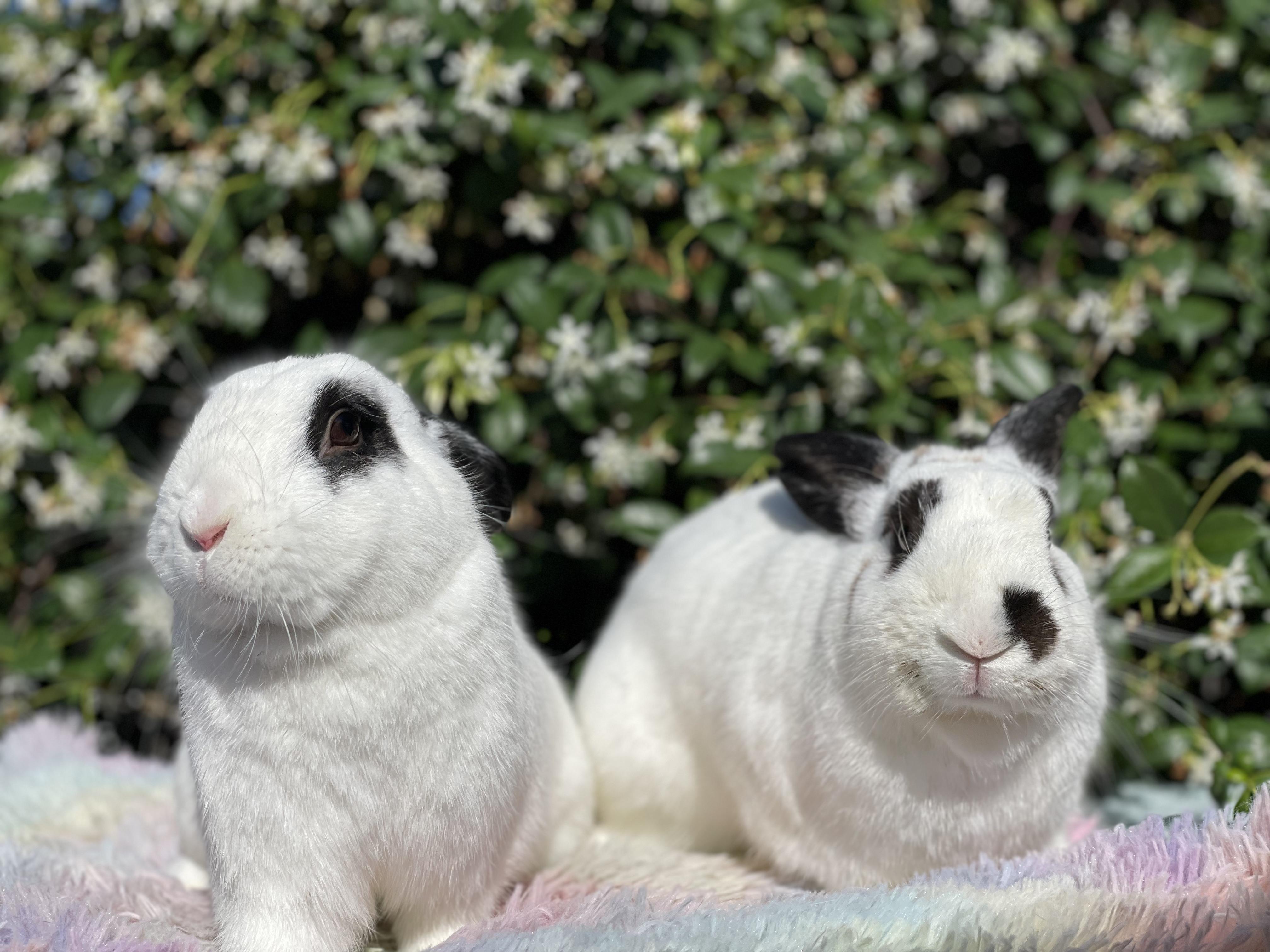 Enlarge Wyatt (& Debbie), a Adoptable mixed breed in Holiday, FL image 4/6