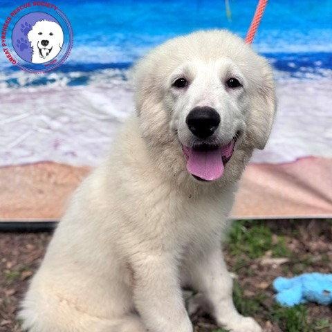 Newman, an adopted Great Pyrenees in Duvall, WA image 1/6