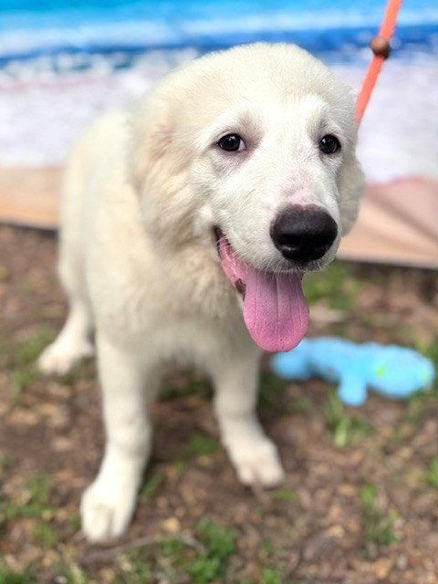 Newman, an adopted Great Pyrenees in Duvall, WA image 6/6