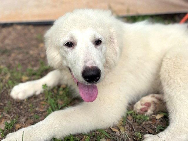 Newman, an adopted Great Pyrenees in Duvall, WA image 4/6