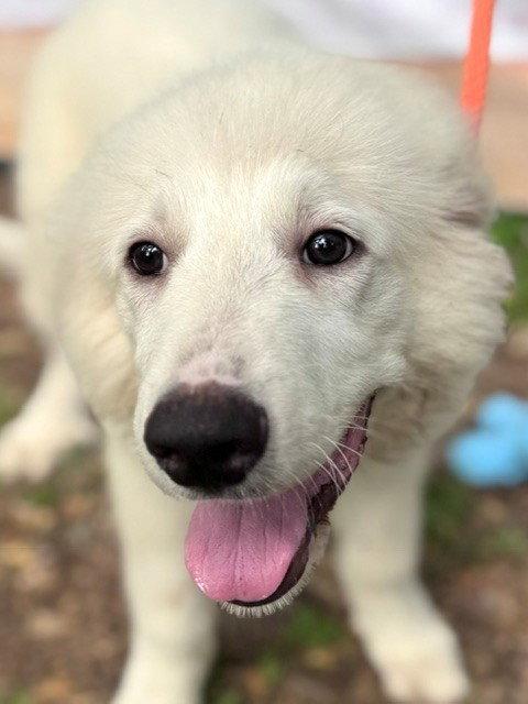 Newman, an adopted Great Pyrenees in Duvall, WA image 5/6