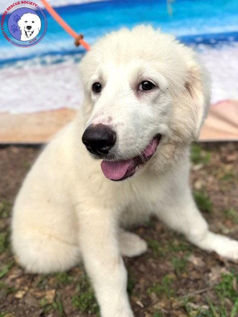 Newman, an adopted Great Pyrenees in Duvall, WA image 2/6