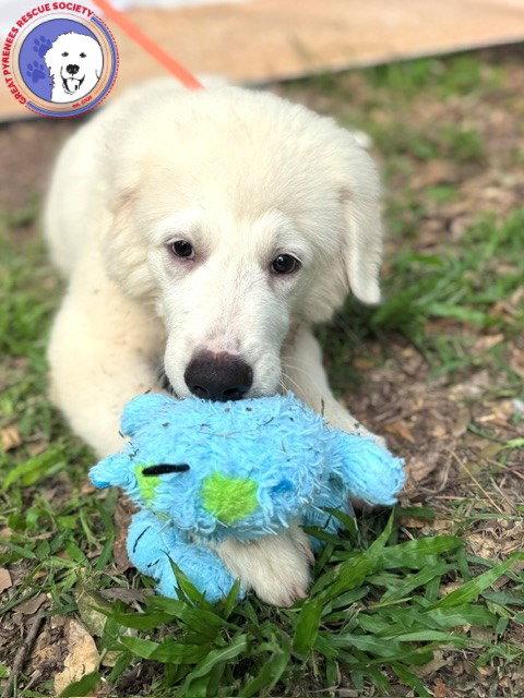 Newman, an adopted Great Pyrenees in Duvall, WA image 3/6