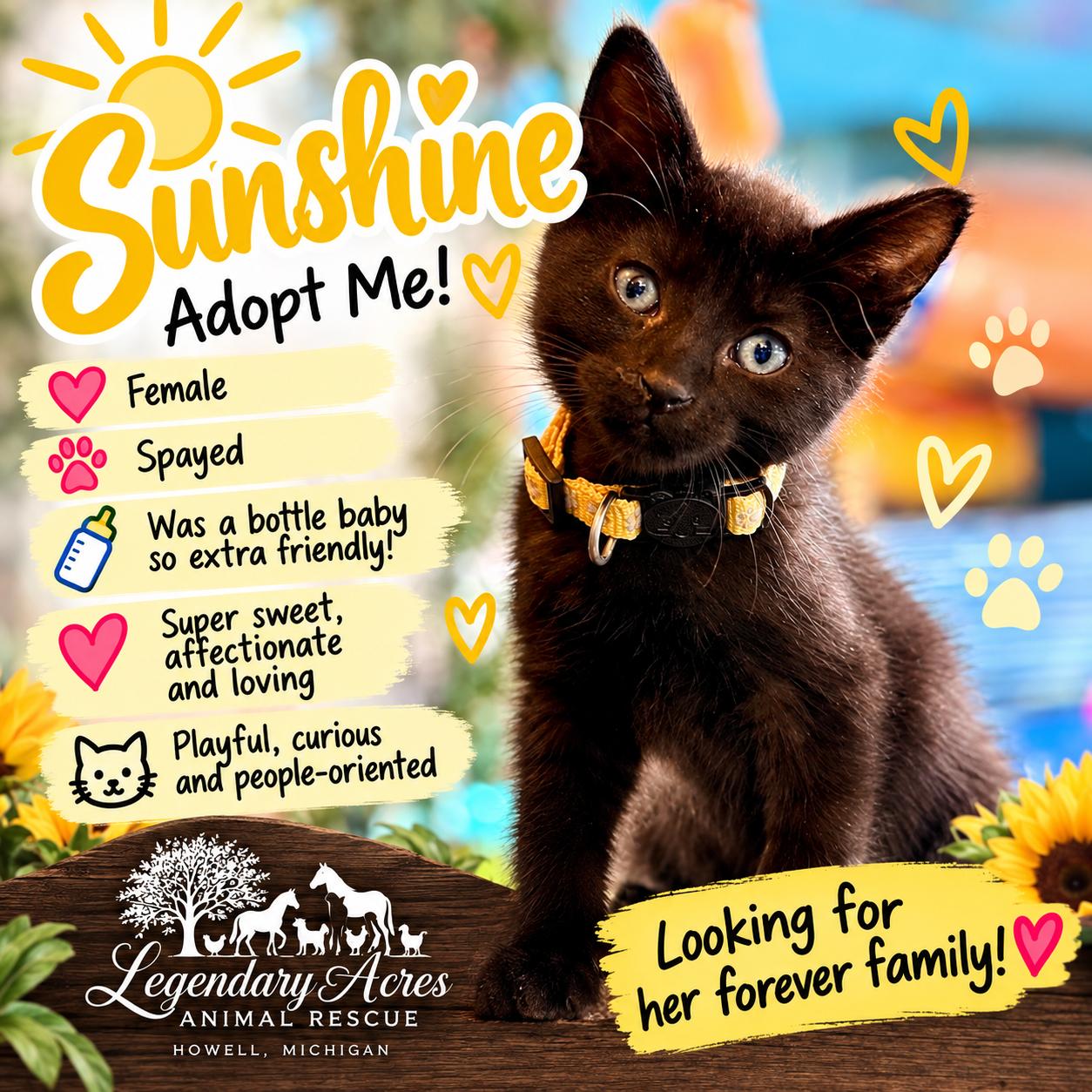 Enlarge Sunshine, a Adopted American Shorthair in HOWELL, MI image 1/1
