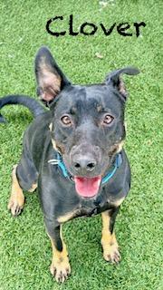 Enlarge Clover, an adopted mixed breed in Mount Juliet, TN image 3/3