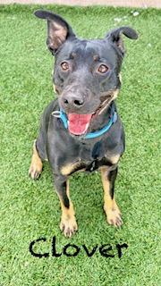 Enlarge Clover, an adopted mixed breed in Mount Juliet, TN image 2/3