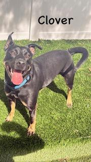 Enlarge Clover, an adopted mixed breed in Mount Juliet, TN image 1/3