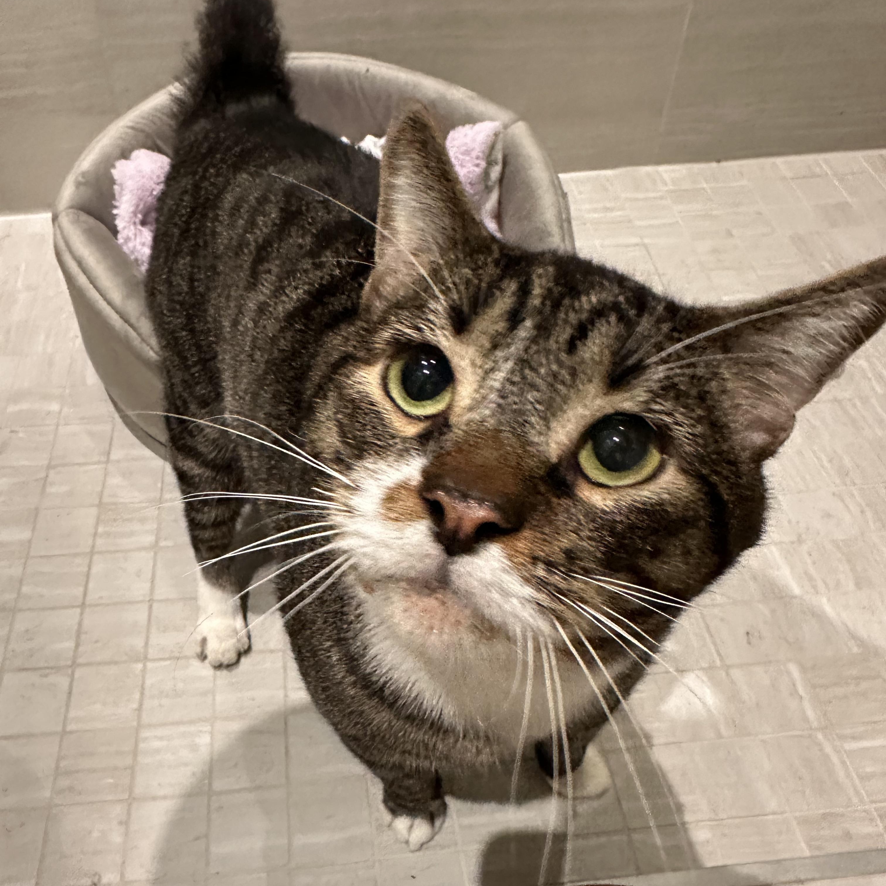 Enlarge Batts, a Adoptable Domestic Short Hair in Philadelphia, PA image 5/6