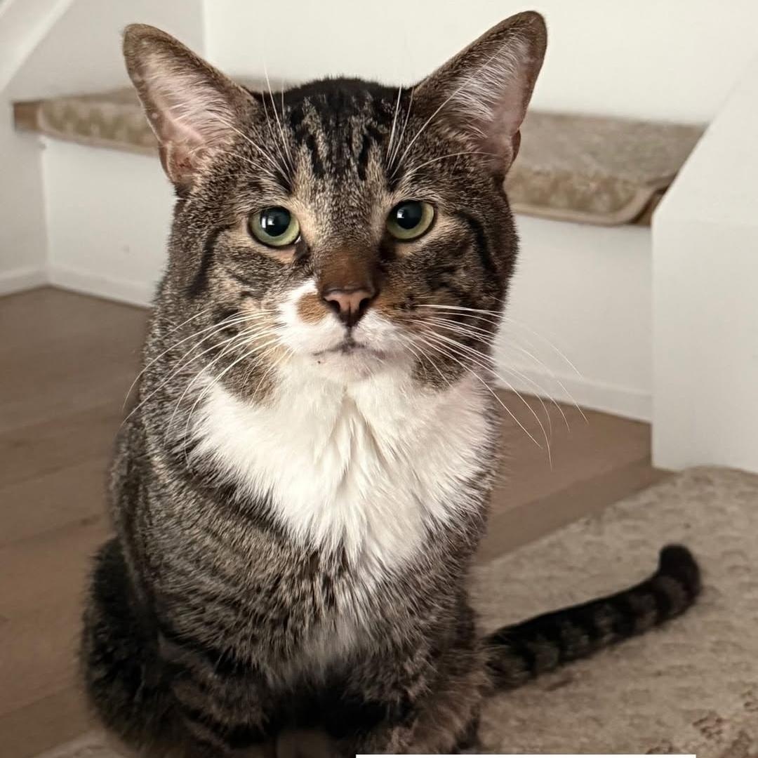 Batts, Adoptable, Adult Male Domestic Short Hair.