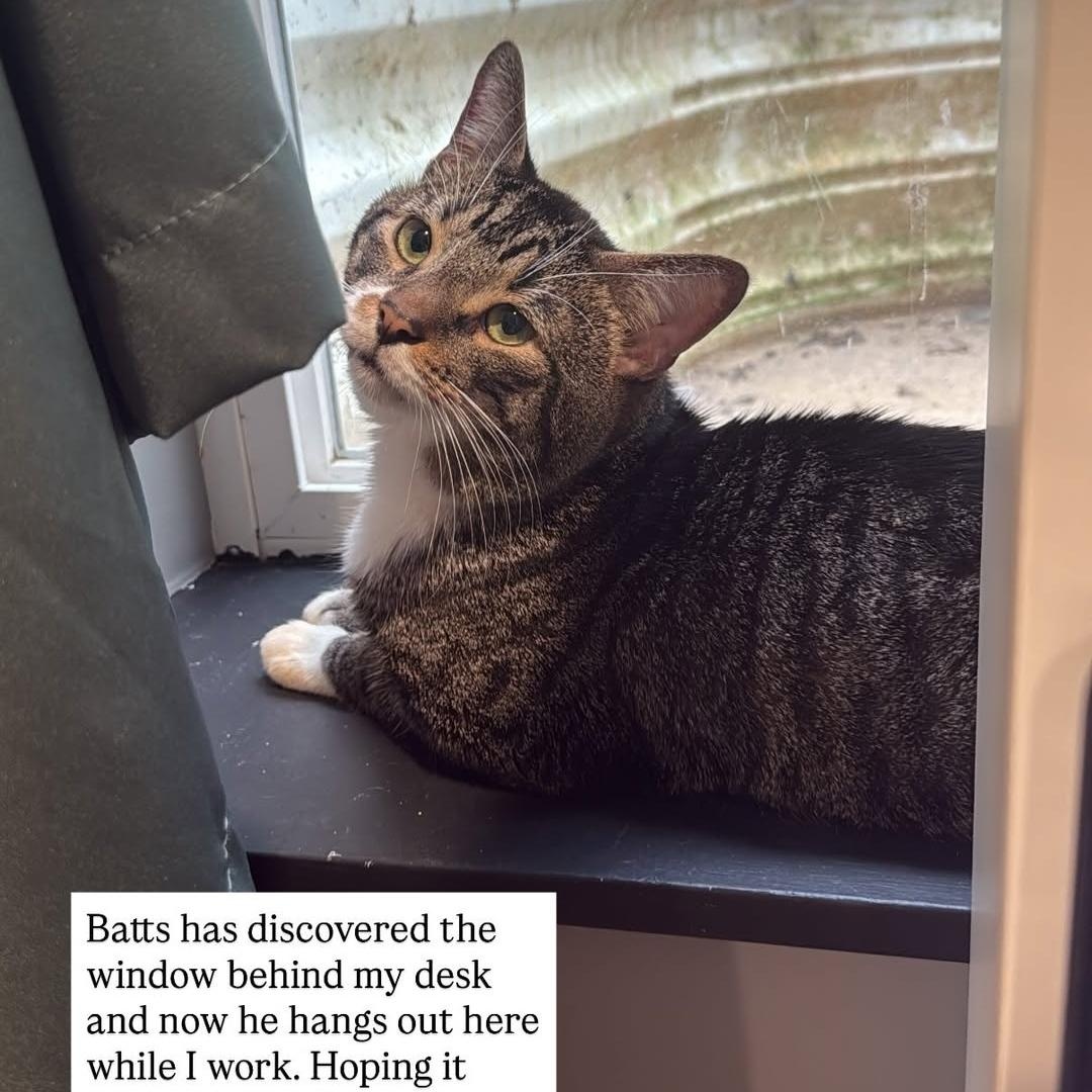 Enlarge Batts, a Adoptable Domestic Short Hair in Philadelphia, PA image 2/5