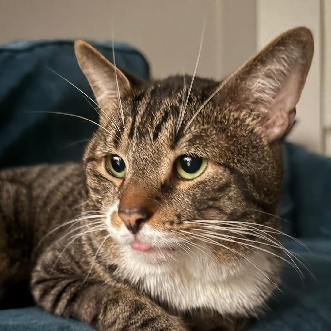 Enlarge Batts, a Adoptable Domestic Short Hair in Philadelphia, PA image 3/5