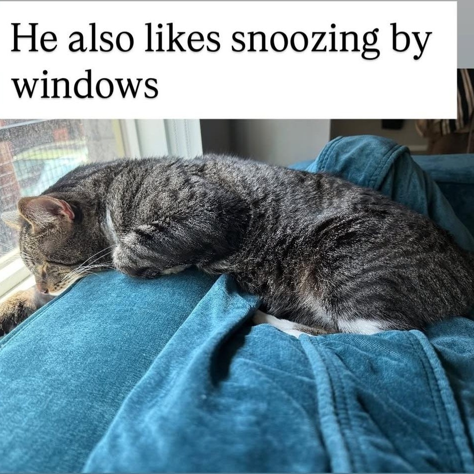 Enlarge Batts, a Adoptable Domestic Short Hair in Philadelphia, PA image 4/5