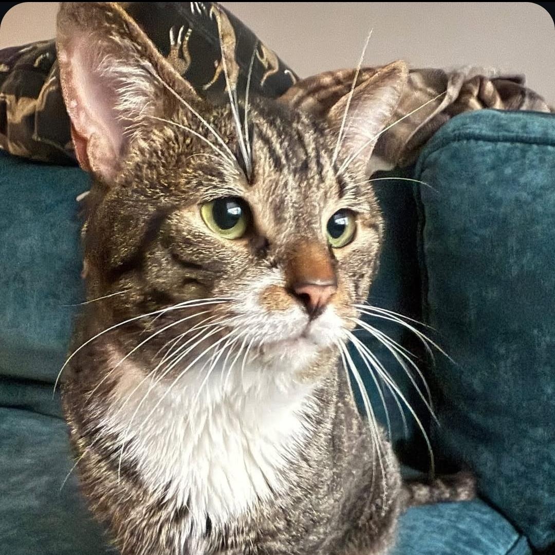 Enlarge Batts, a Adoptable Domestic Short Hair in Philadelphia, PA image 5/5