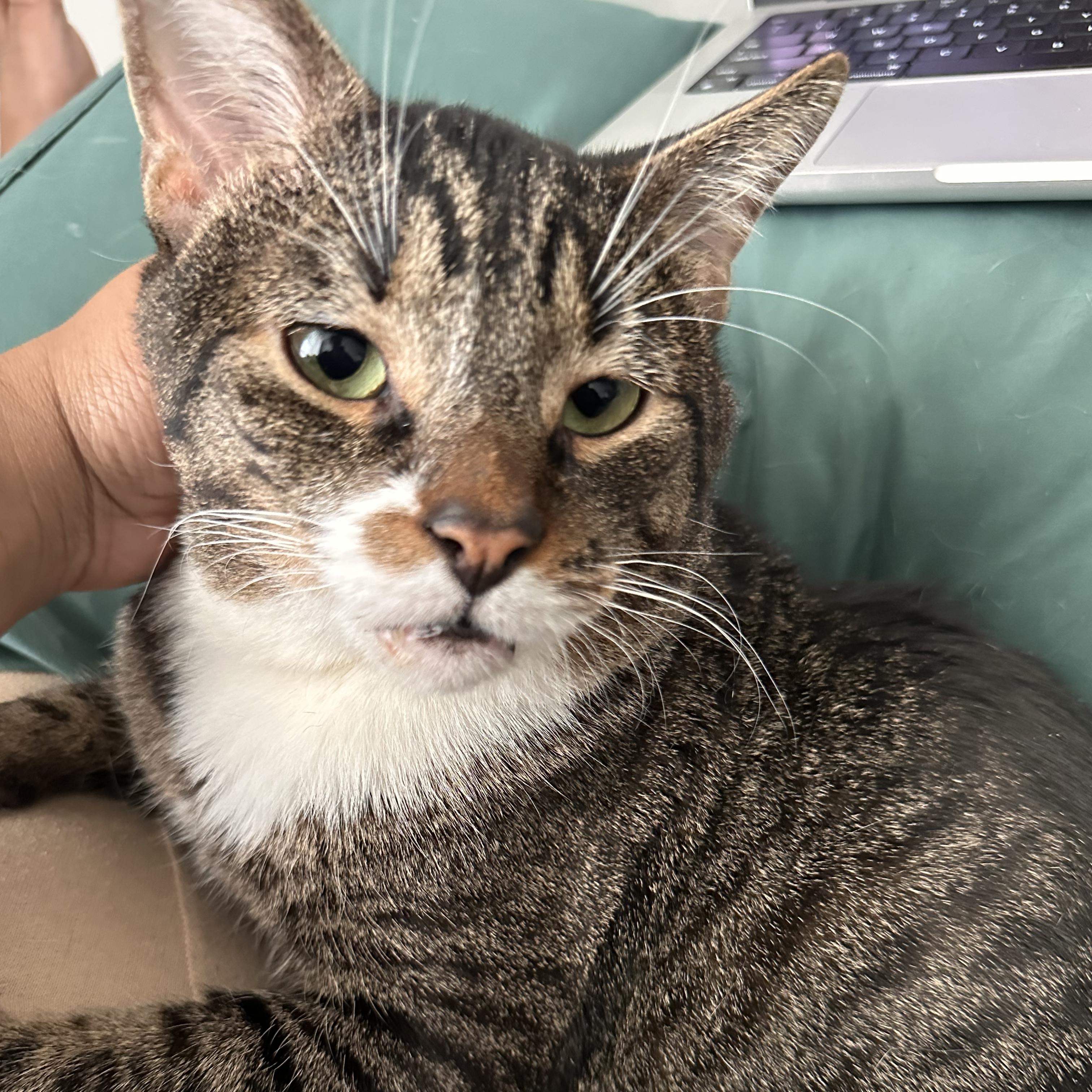 Enlarge Batts, a Adoptable Domestic Short Hair in Philadelphia, PA image 6/6