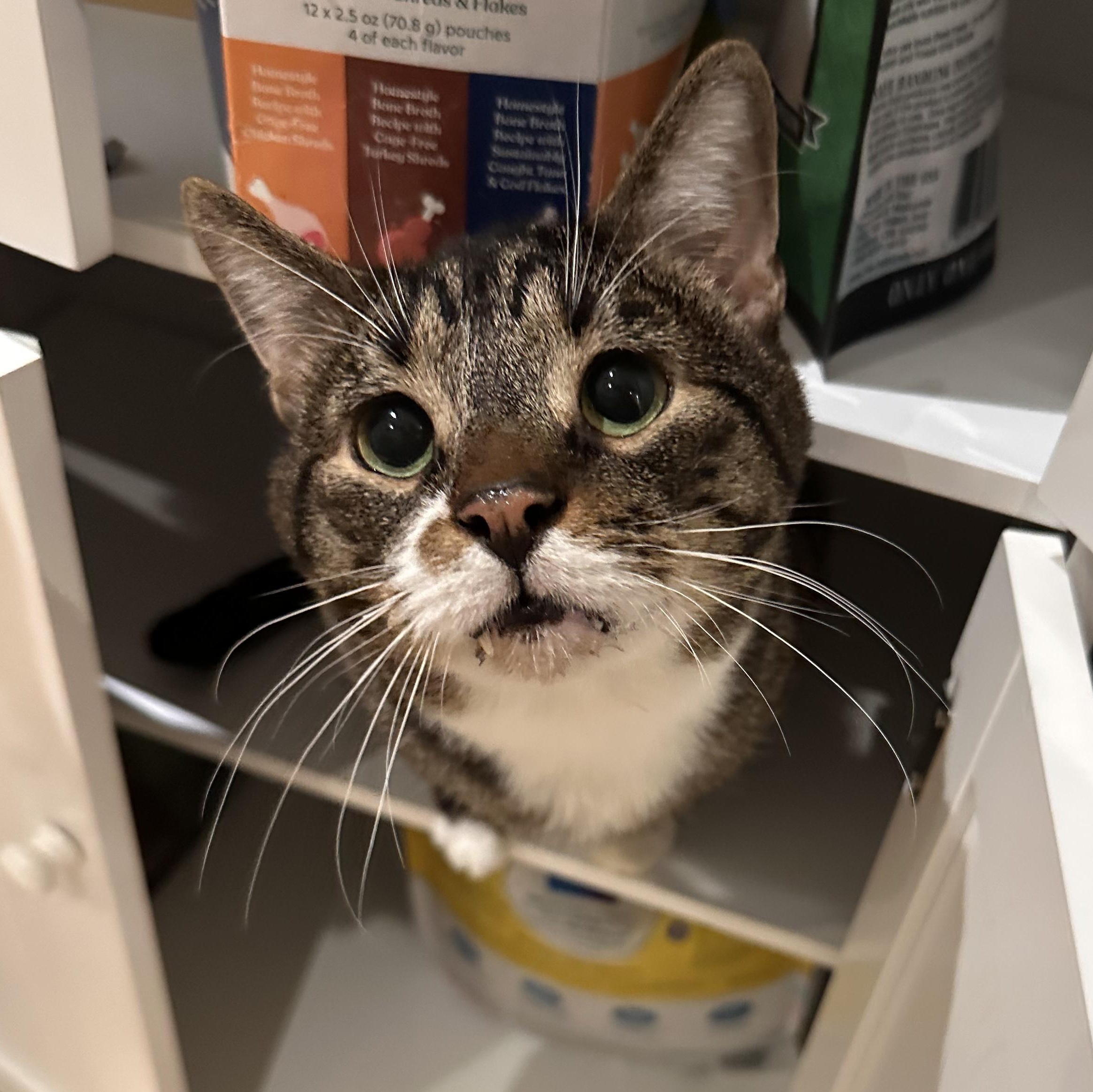 Batts, Adoptable, Young Male Domestic Short Hair.