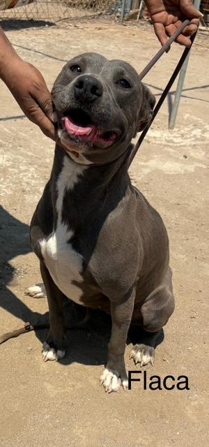Flaca, Adoptable, Young Female Pit Bull Terrier & Patterdale Terrier / Fell Terrier.