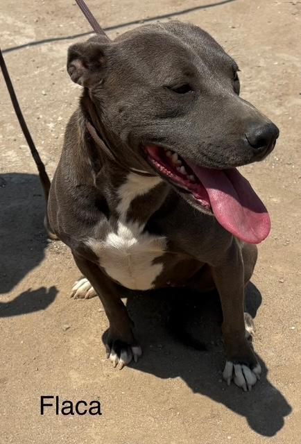 Enlarge Flaca, a Adoptable mixed breed in Los Angeles, CA image 2/3