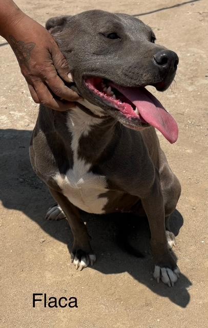 Enlarge Flaca, a Adoptable mixed breed in Los Angeles, CA image 3/3