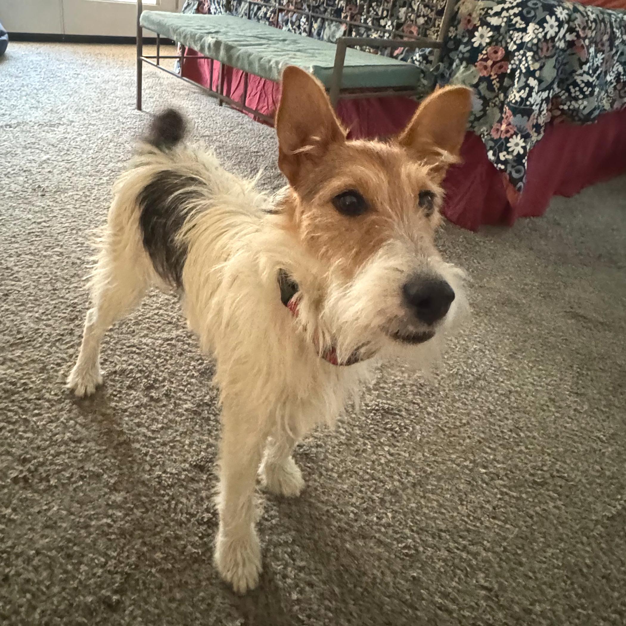 Gus, a Adopted mixed breed in Portland, OR image 1/3