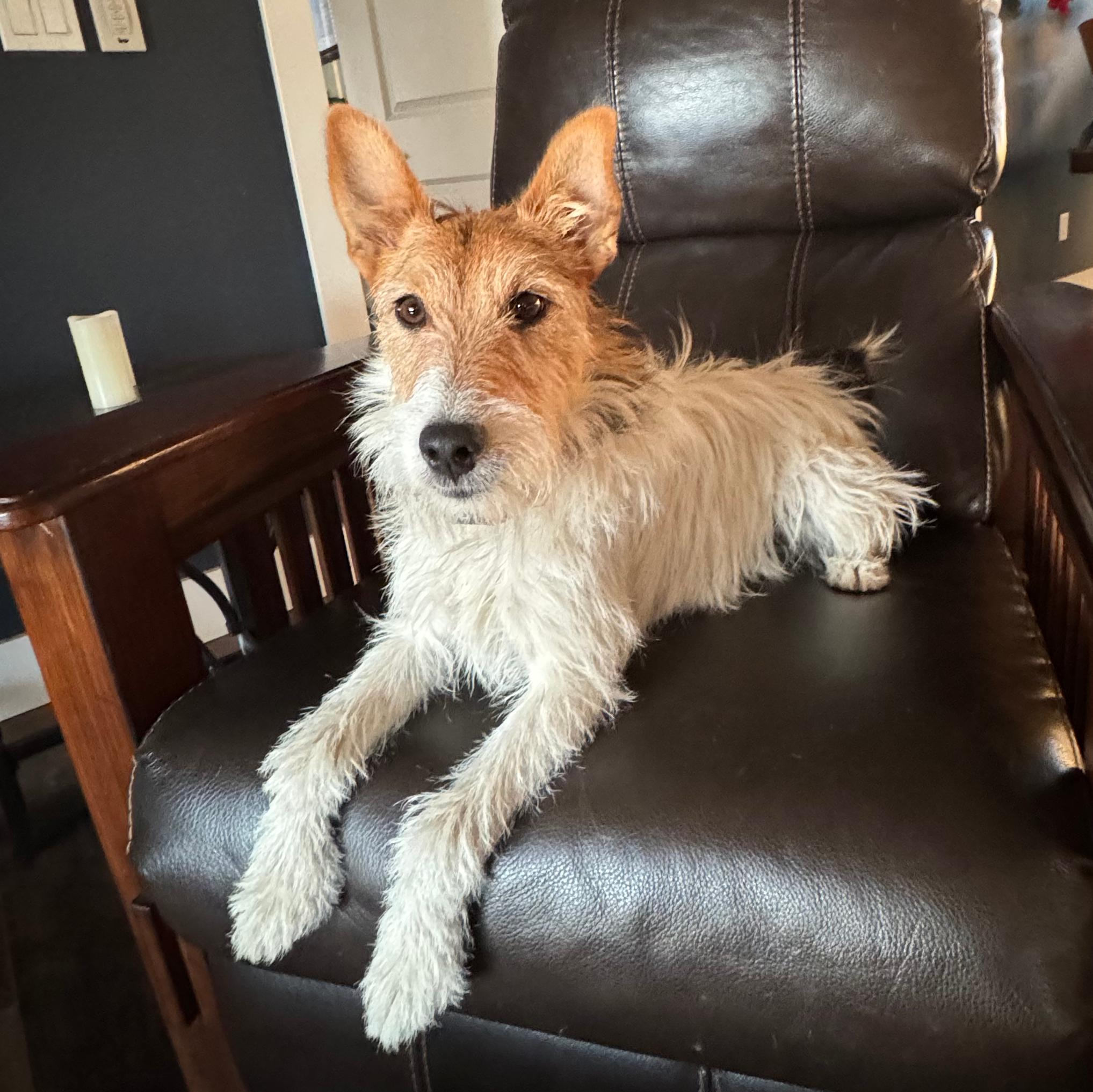 Gus, a Adopted mixed breed in Portland, OR image 2/3