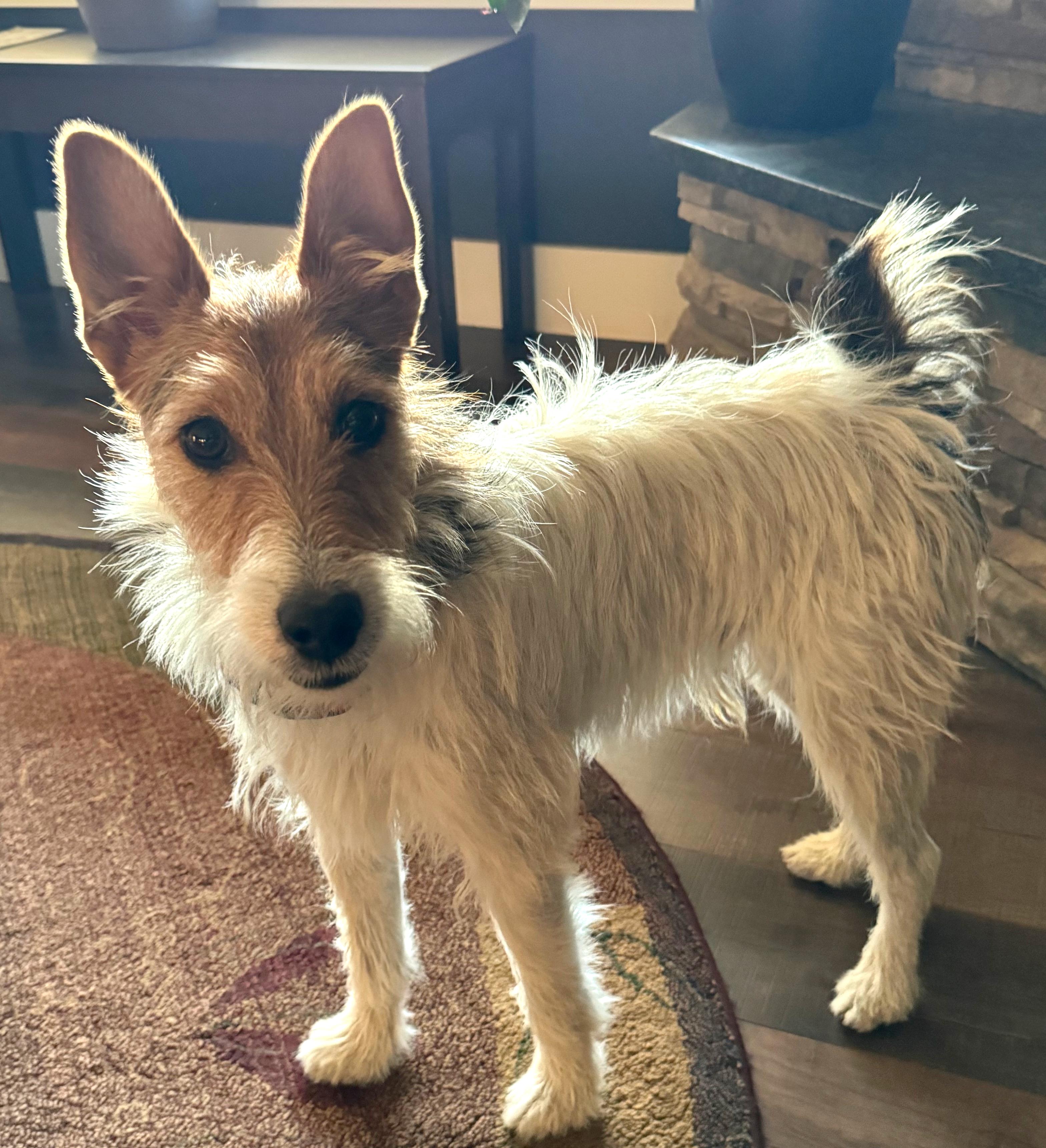 Gus, a Adopted mixed breed in Portland, OR image 3/3