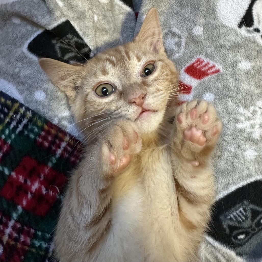 Peter, Adoptable, Kitten Male Domestic Short Hair.