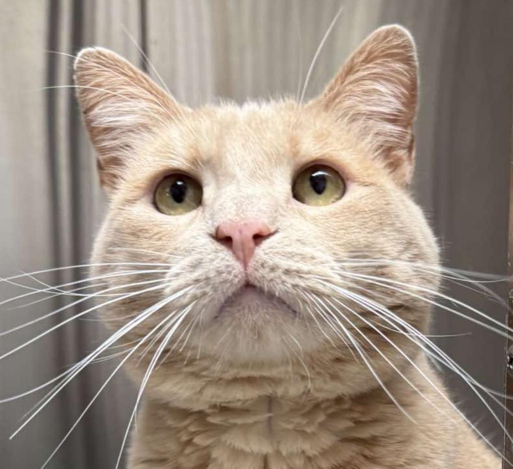 Enlarge Thomas J O’Malley, a Adoptable mixed breed in Ontario, OR image 1/2