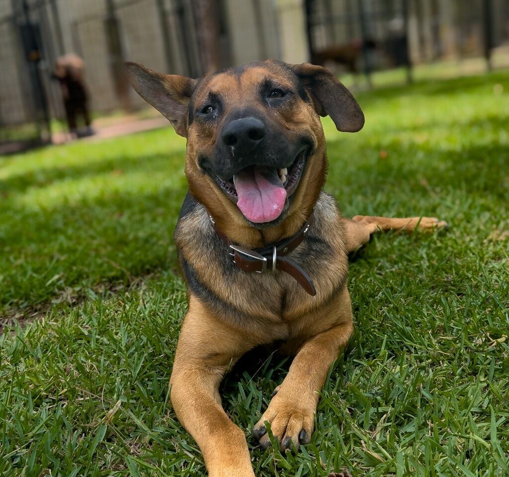 Diego, a ADOPTABLE mixed breed in Brenham, TX image 2/3