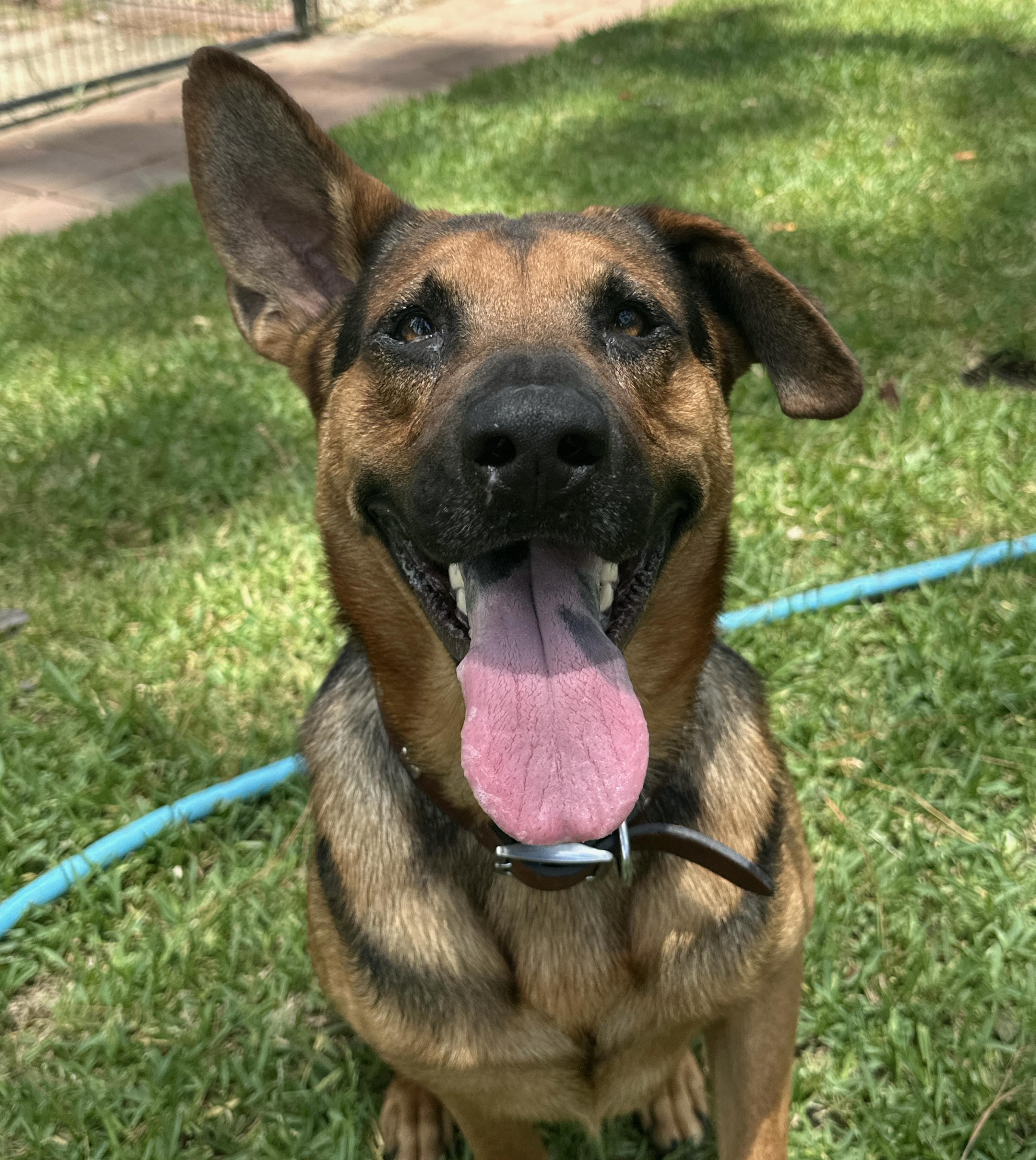 Diego, a ADOPTABLE mixed breed in Brenham, TX image 1/3