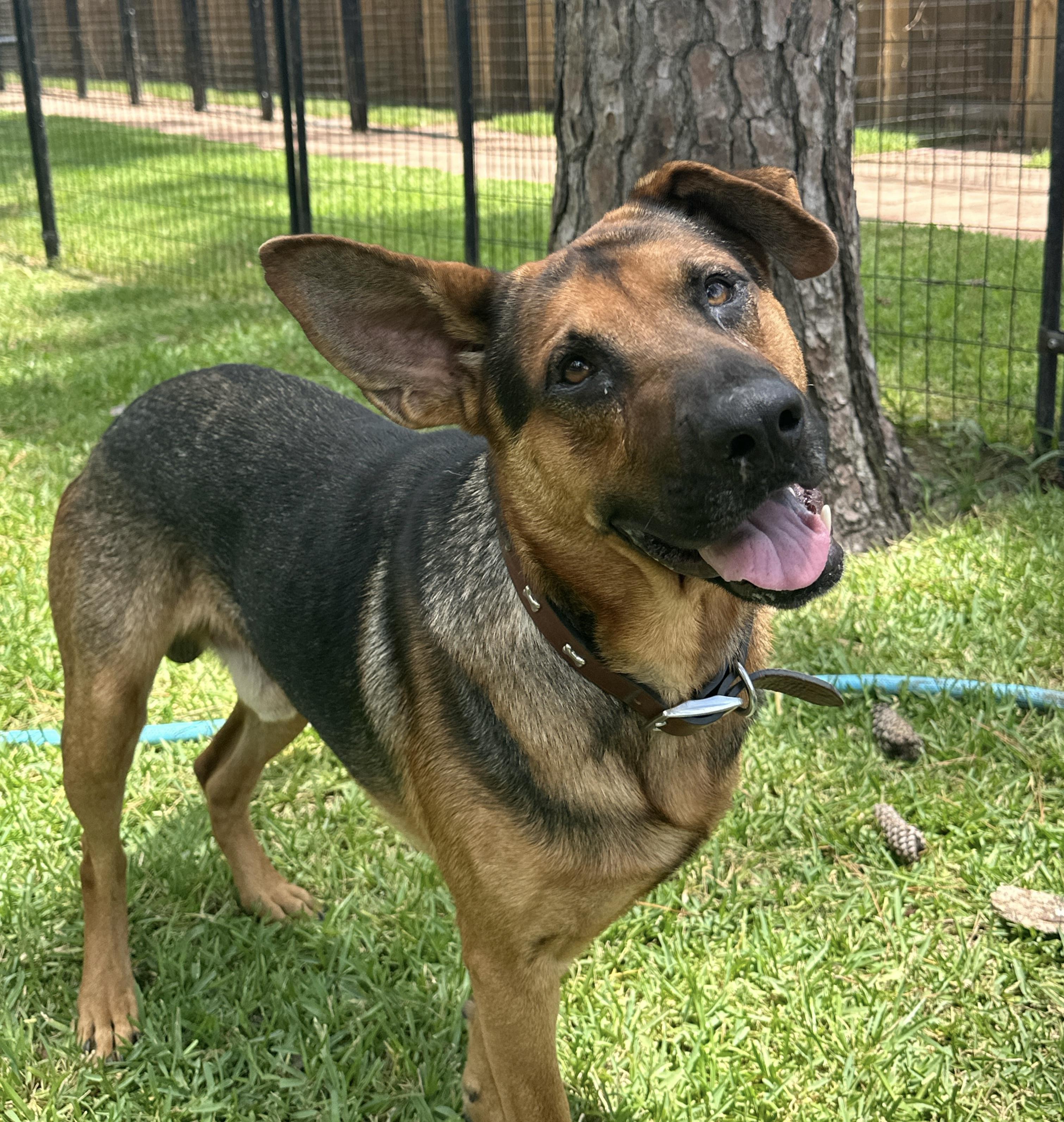 Diego, a ADOPTABLE mixed breed in Brenham, TX image 3/3