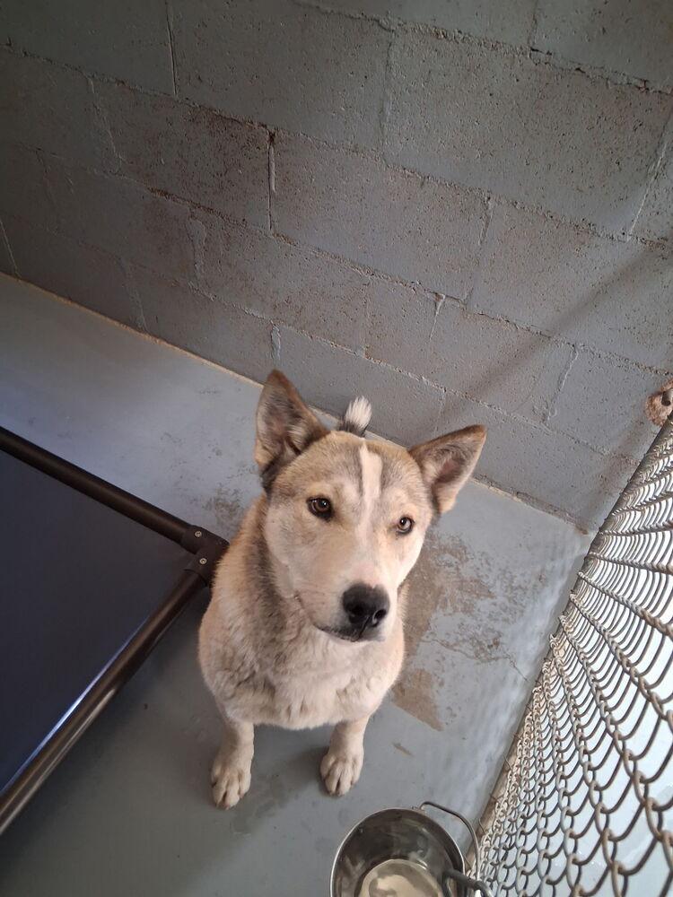 Kesha, a Adoptable mixed breed in Mountainair, NM image 2/5