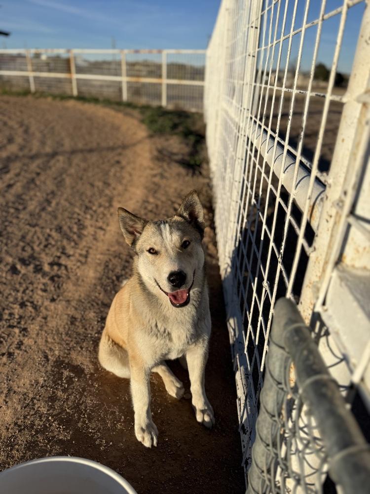 Enlarge Kesha, a Adoptable mixed breed in Mountainair, NM image 3/6