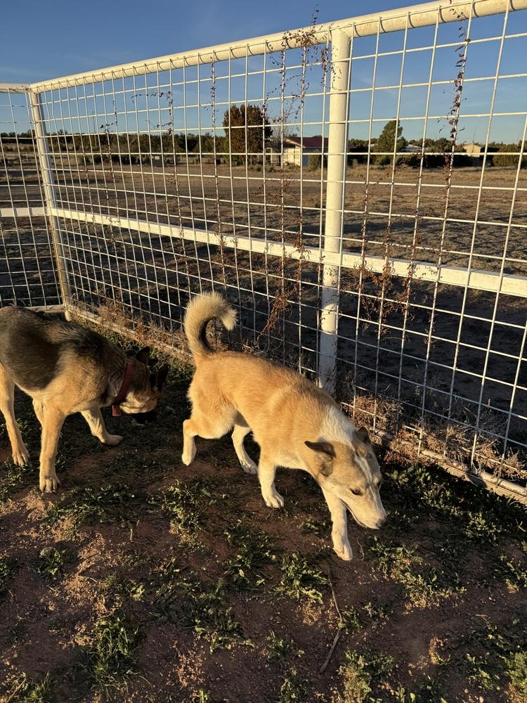 Enlarge Kesha, a Adoptable mixed breed in Mountainair, NM image 4/6