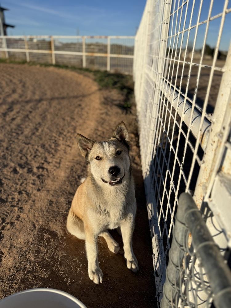 Enlarge Kesha, a Adoptable mixed breed in Mountainair, NM image 6/6
