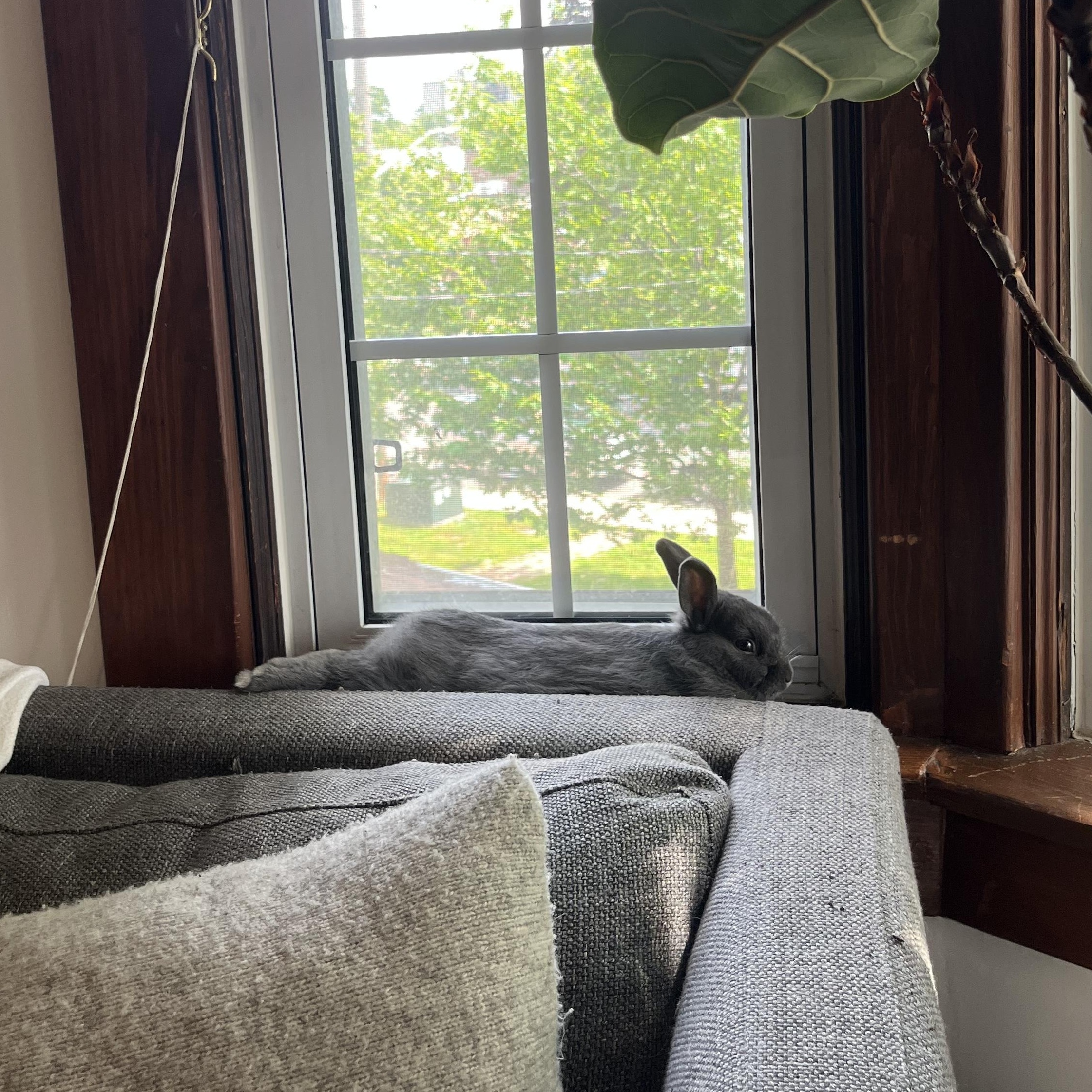 Enlarge Apollo, an adopted Bunny Rabbit in Cambridge, ON image 3/4