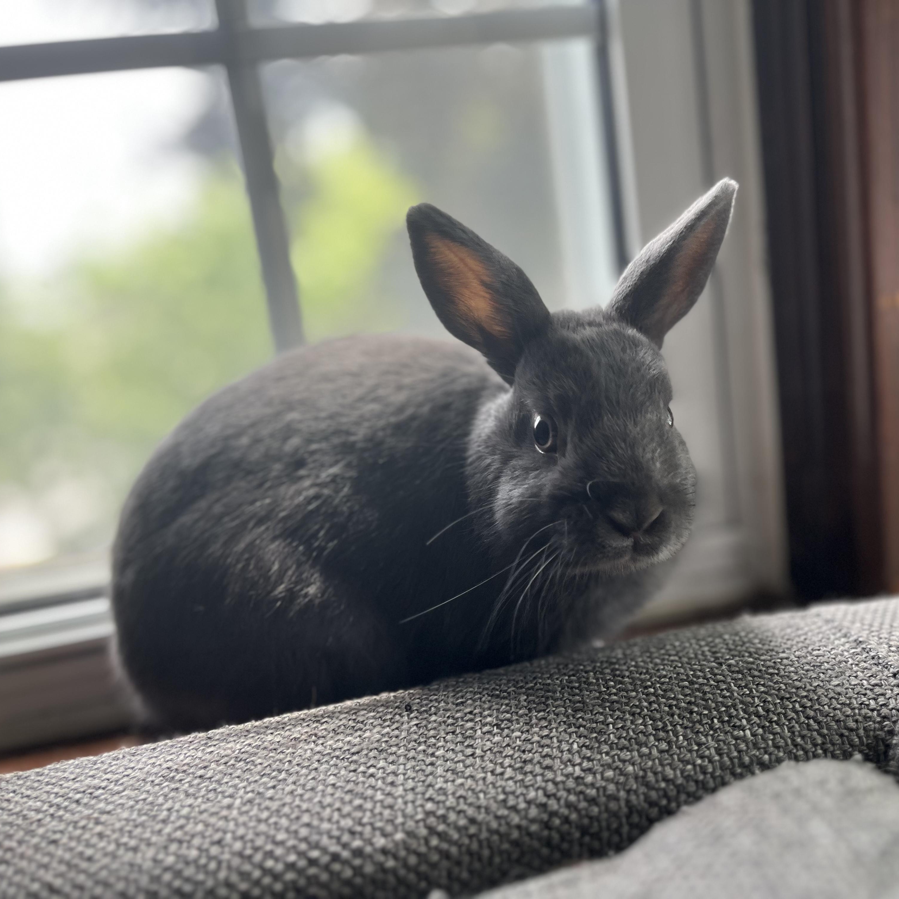 Enlarge Apollo, an adopted Bunny Rabbit in Cambridge, ON image 4/4