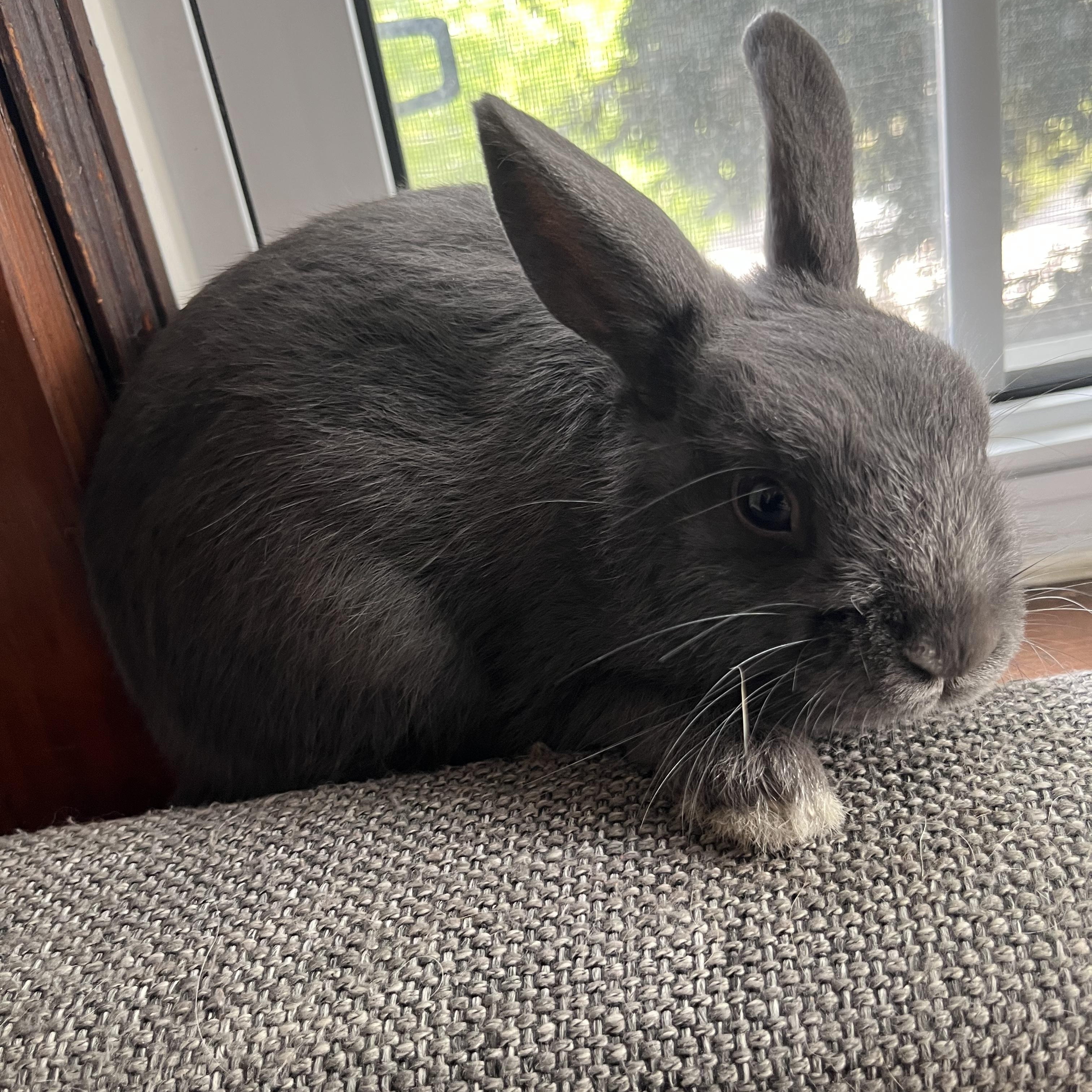 Enlarge Apollo, an adopted Bunny Rabbit in Cambridge, ON image 2/4