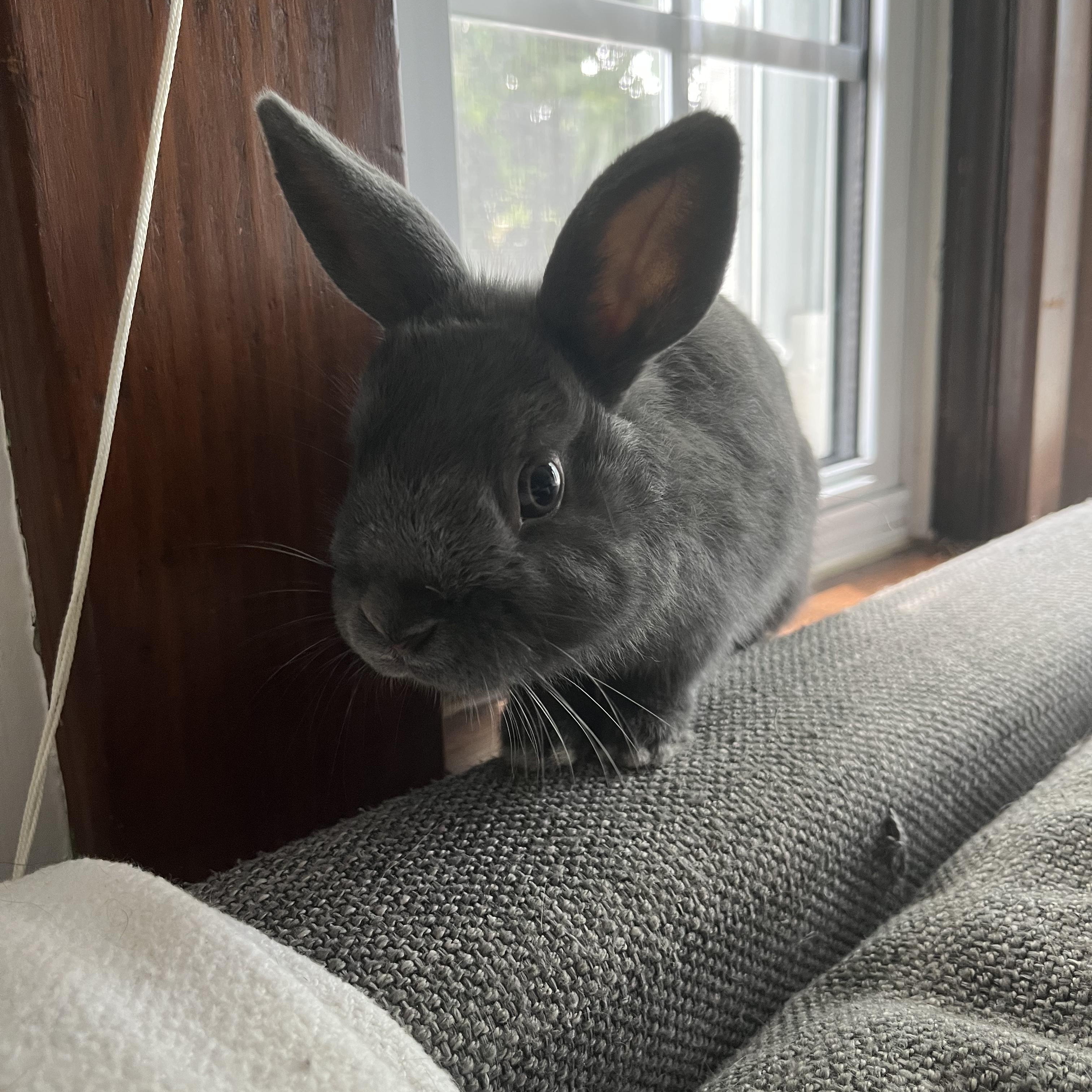 Apollo, adopted, Young Male Bunny Rabbit.
