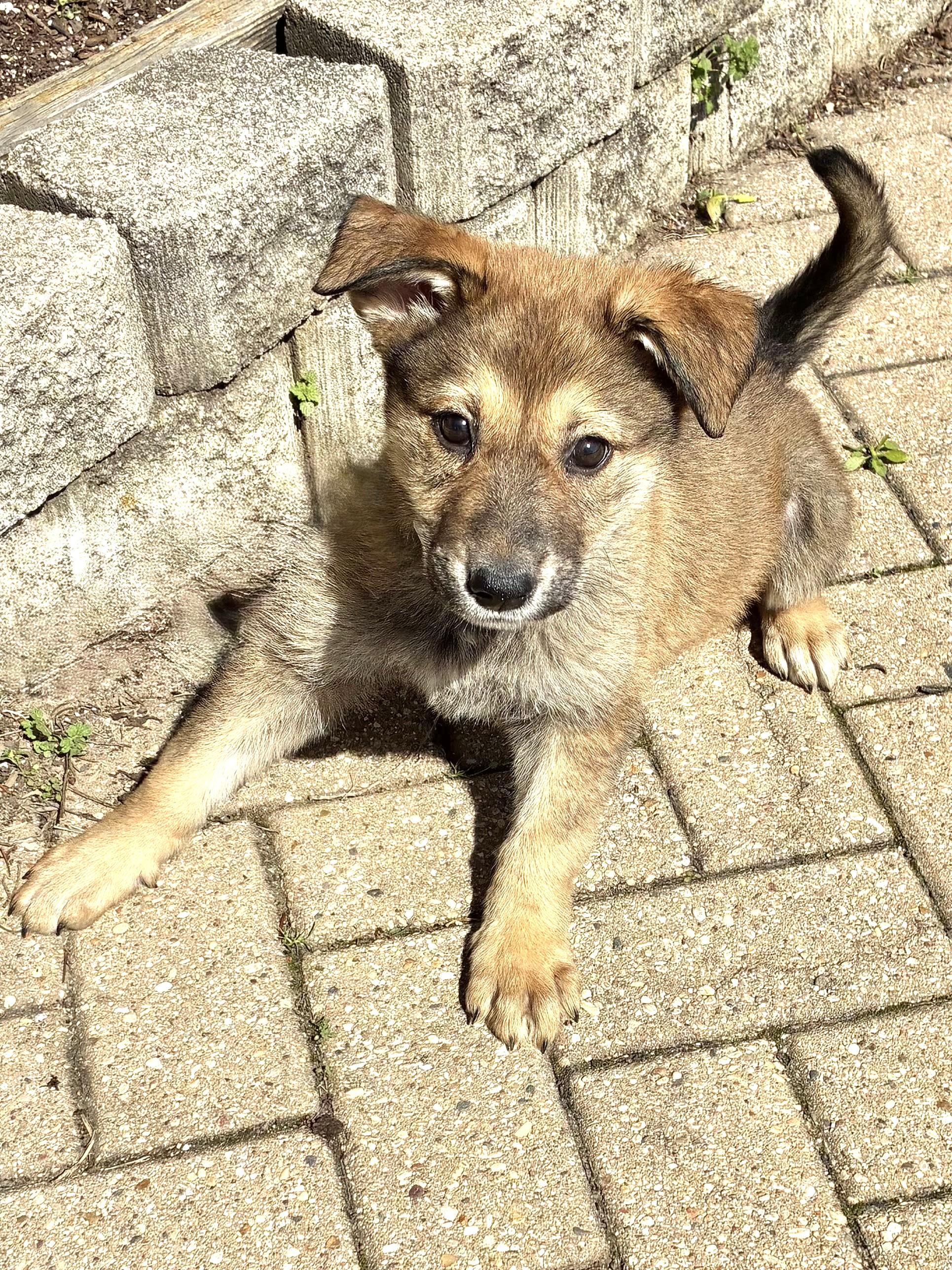 Enlarge Lucee, an adopted mixed breed in West Chicago, IL image 2/3