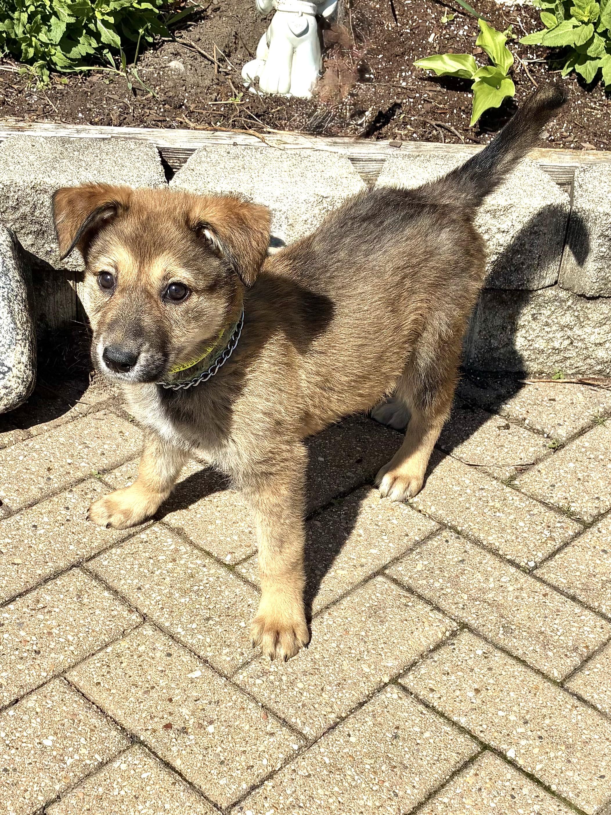 Enlarge Lucee, an adopted mixed breed in West Chicago, IL image 1/3