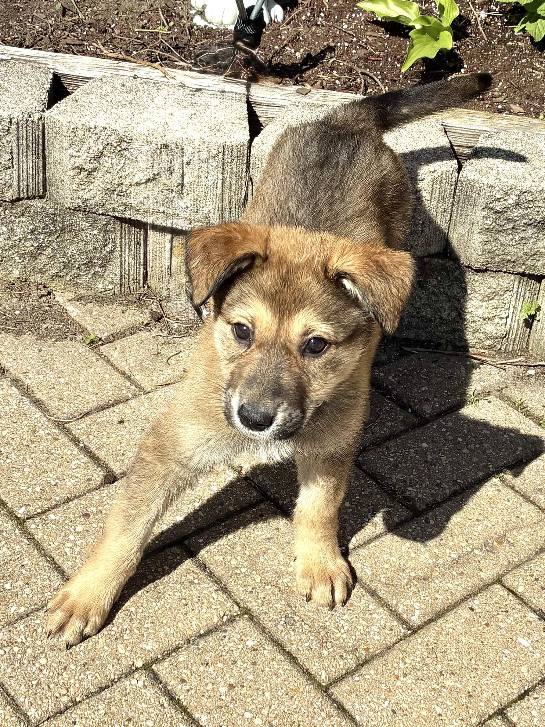 Enlarge Lucee, an adopted mixed breed in West Chicago, IL image 3/3