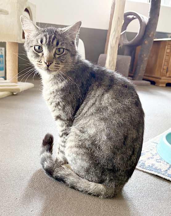 SONNY, a ADOPTABLE Domestic Short Hair in Sequim, WA image 2/4