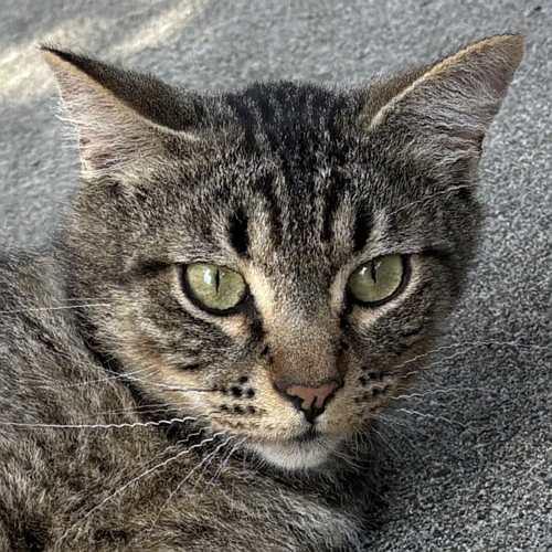 SONNY, ADOPTABLE, Young Male Domestic Short Hair.